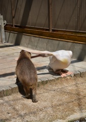 カプッ！