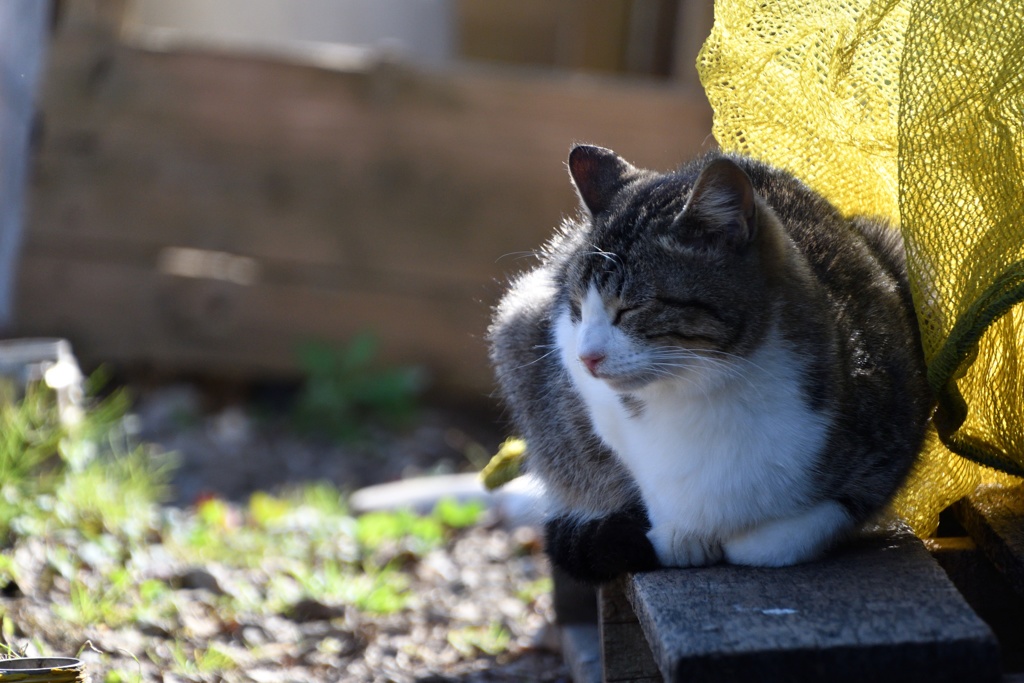ごはんを待つ猫たち２