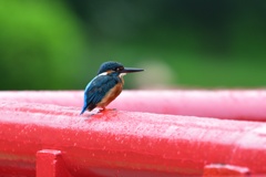 雨上がりの欄干で。