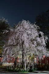 神社の夜桜１