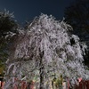 神社の夜桜１