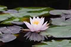 睡蓮の花