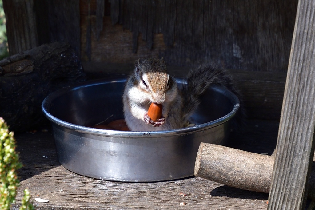 ダークシマリス