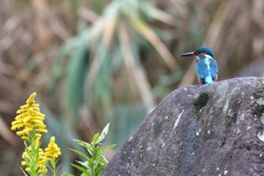 ブタクサとカワセミ