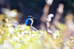 その者、青き衣をまといて金色の野に降り立つべし。