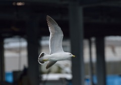 氷見漁港のウミネコ