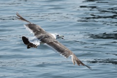 氷見漁港の海鳥