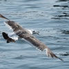 氷見漁港の海鳥