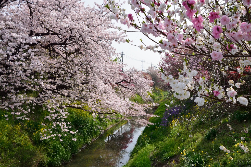 隼人堀川の春