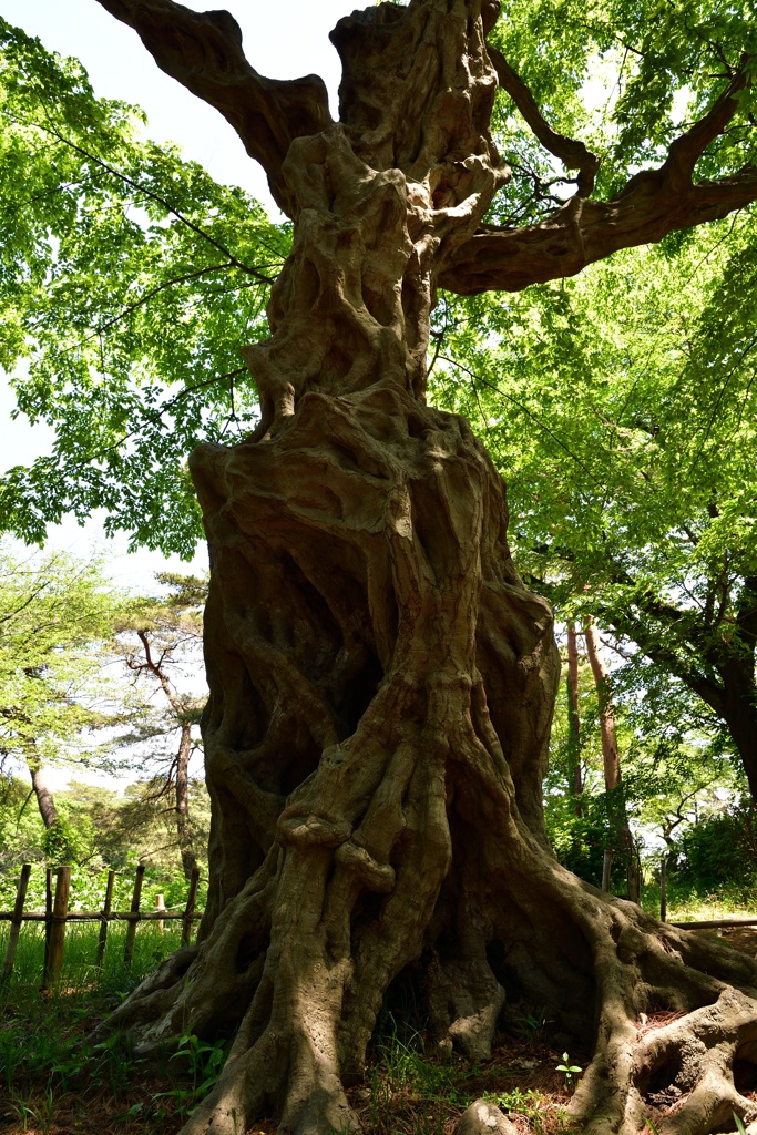 大宮公園のアカシデ