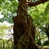 大宮公園のアカシデ