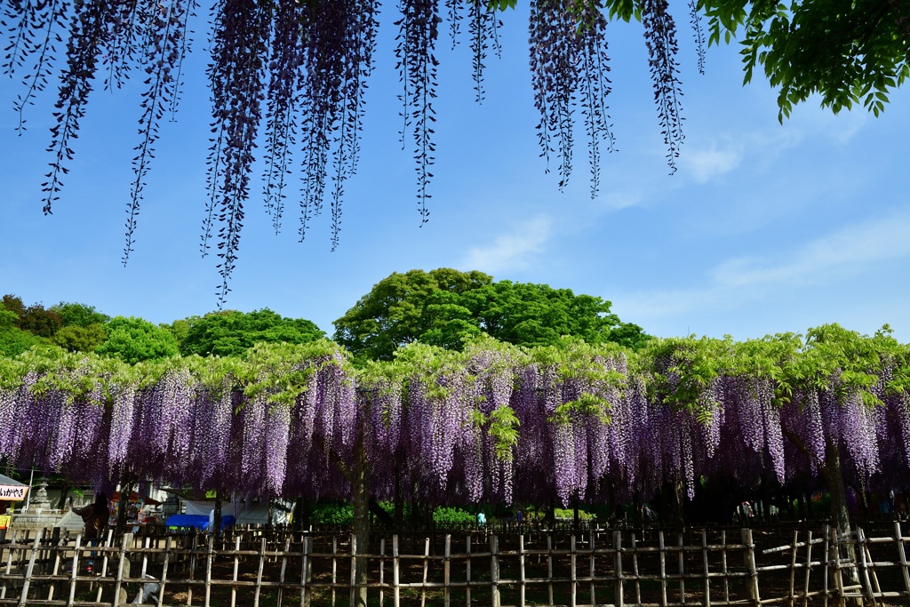 玉敷神社の藤２