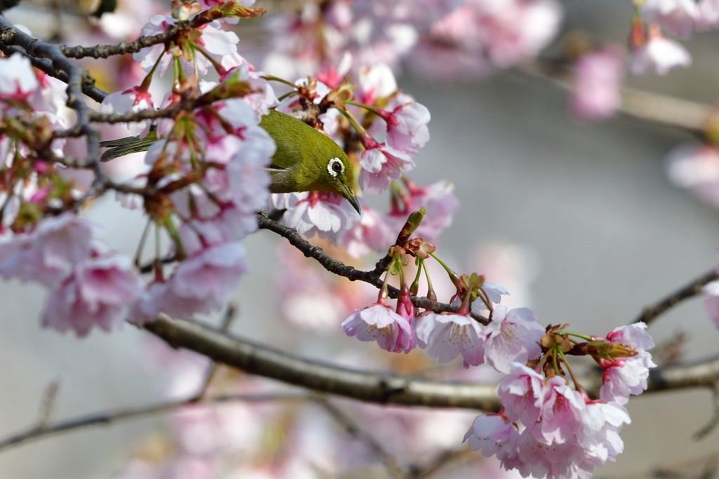 早咲きの桜に包まれて。