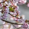 早咲きの桜に包まれて。