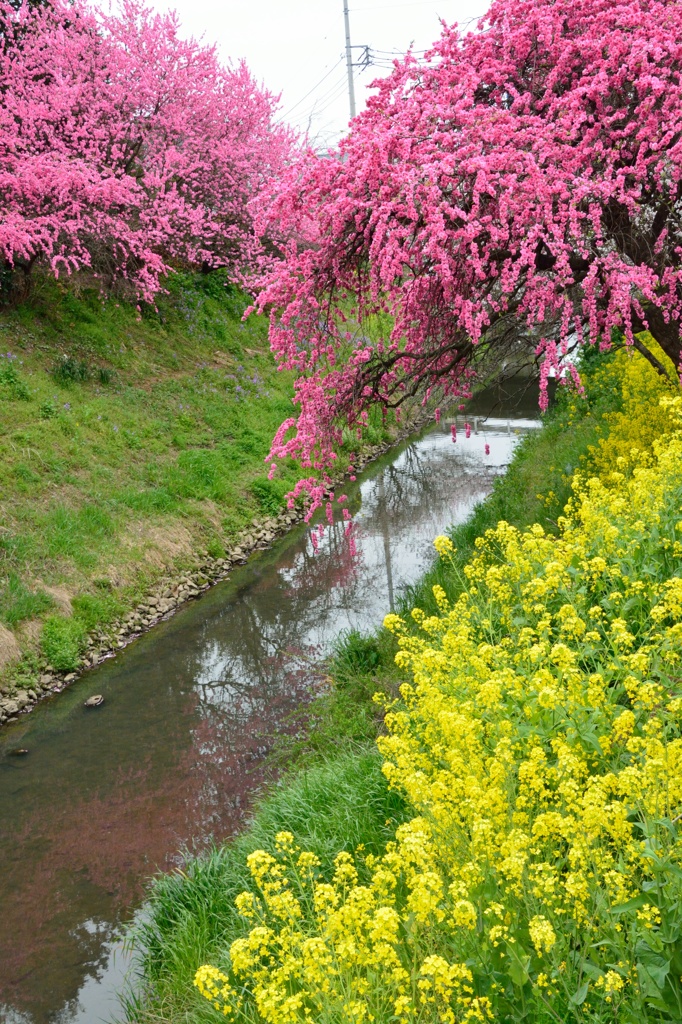 隼人堀川の春