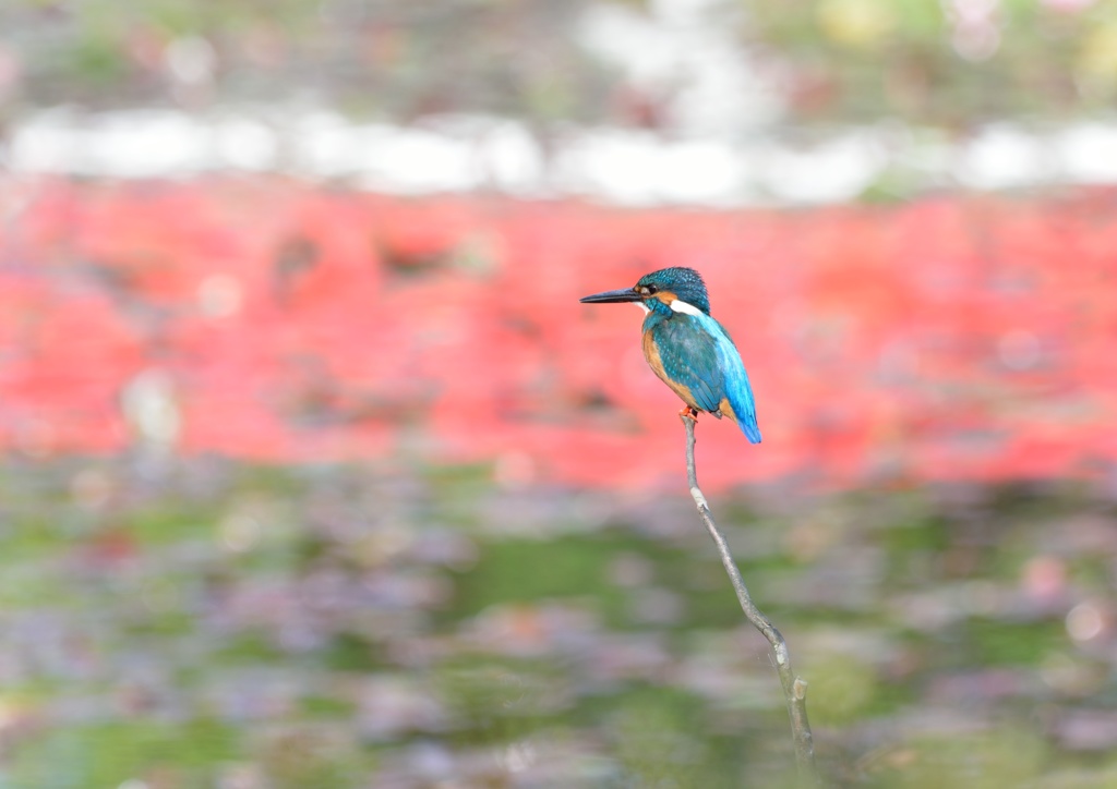 今日のカワセミ