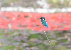 今日のカワセミ