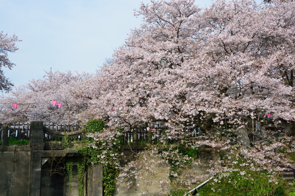 権現堂の桜