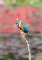 今日のカワセミ