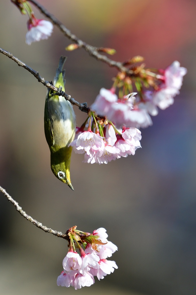 あっちの桜にしようかな。