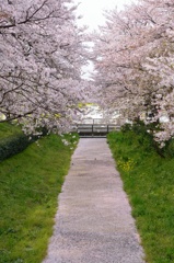 権現堂の桜