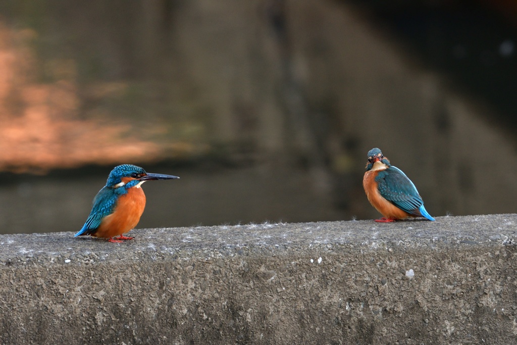 邪魔しないで！