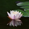 蓮の花