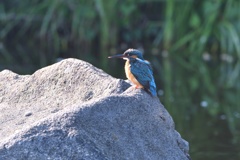 朝日を浴びて２