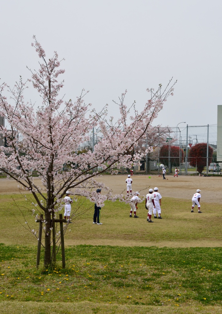 若い桜と。