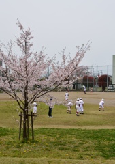 若い桜と。