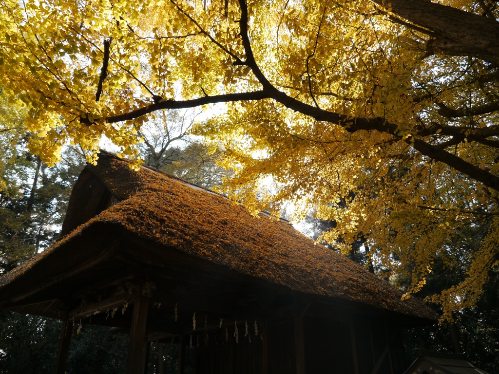 秋の玉敷神社