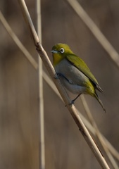 黒浜沼の野鳥