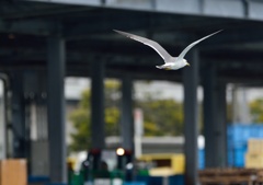 氷見漁港のカモメ