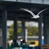 氷見漁港のカモメ