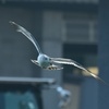 氷見漁港のカモメ
