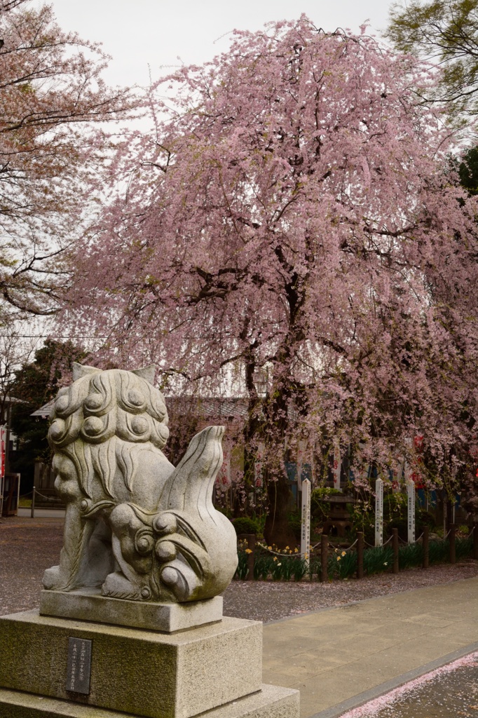 桜を眺める狛犬