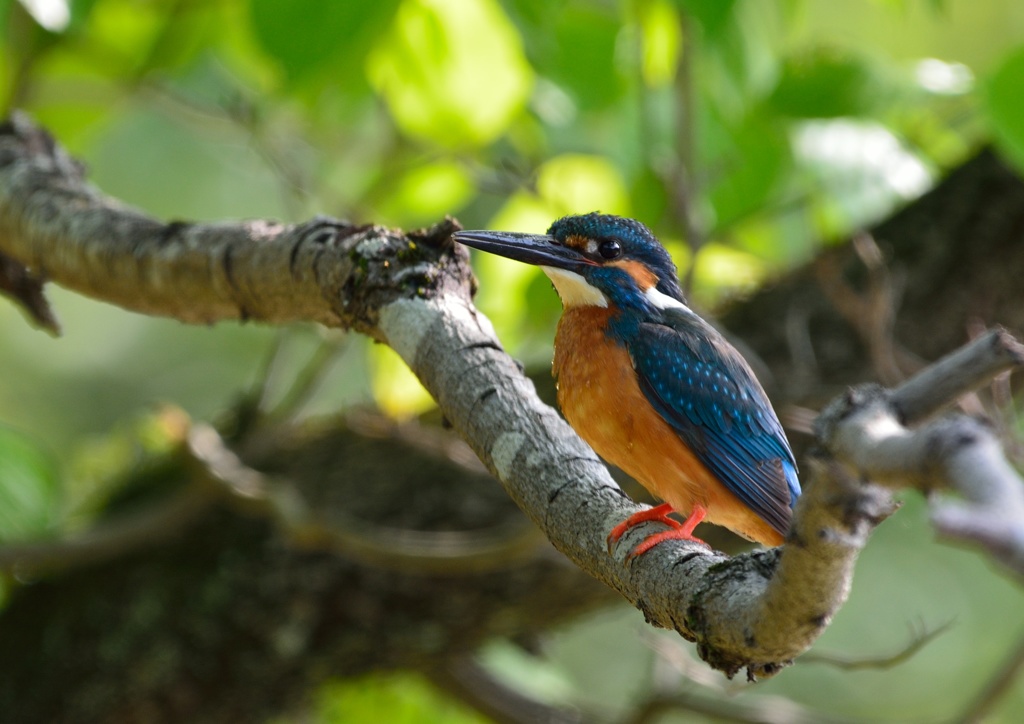 綺麗な目をしたカワセミ。