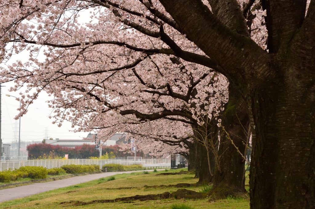 桜並木