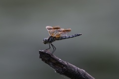カワセミが止まる枝に…。