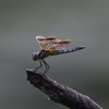 カワセミが止まる枝に…。