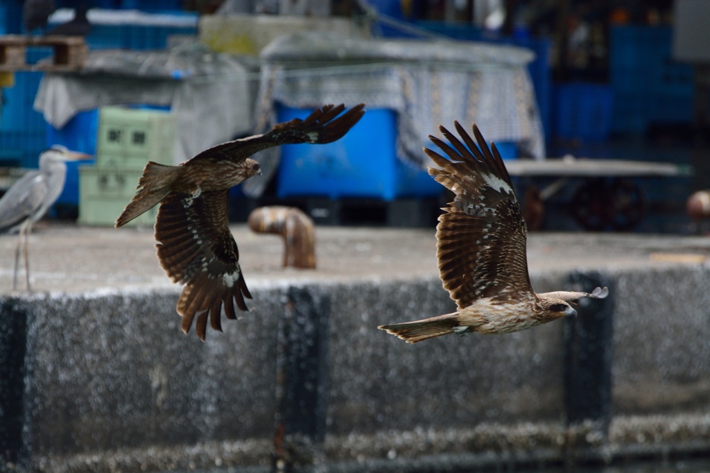 氷見漁港の鳶