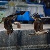 氷見漁港の鳶