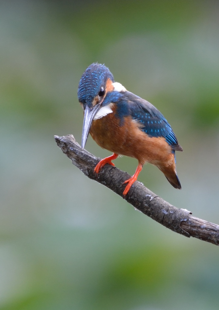 狙いを定める。