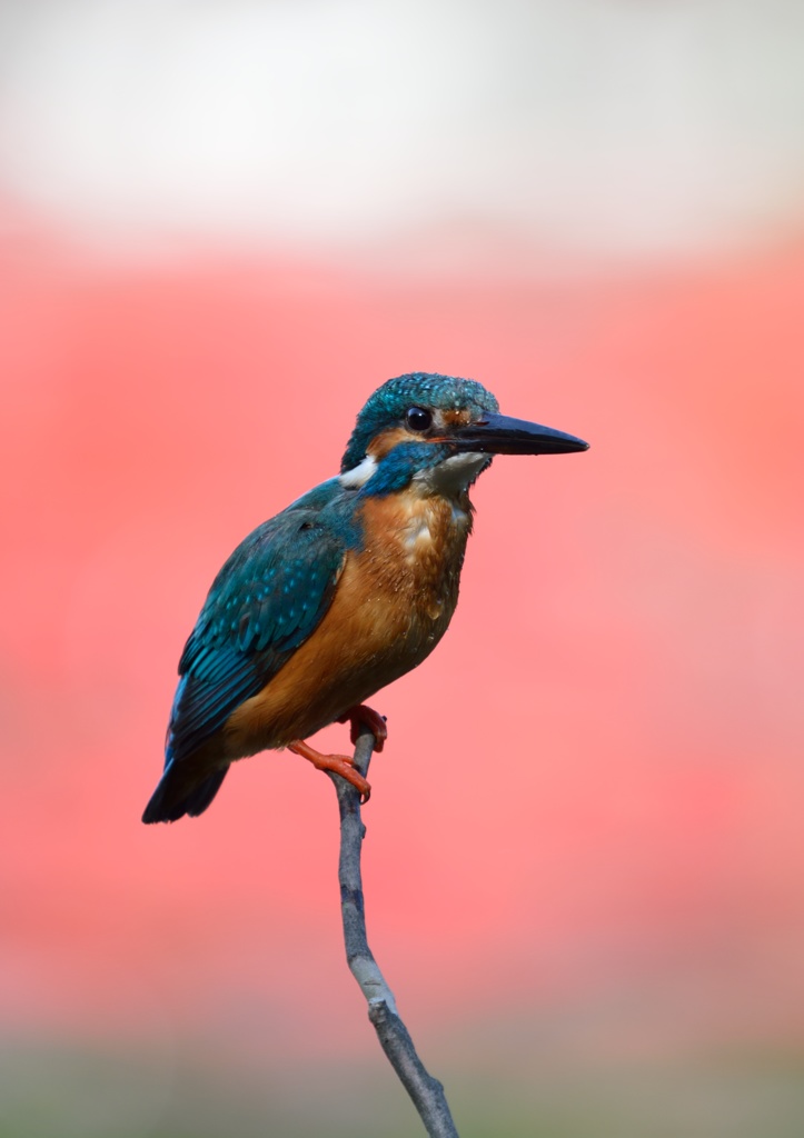 水もしたたる…。