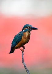 水もしたたる…。