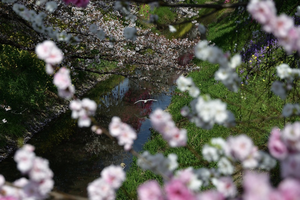 春の隼人堀川１