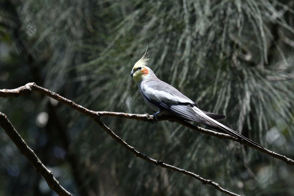 オカメインコ