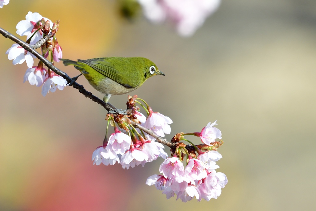 早咲きの桜の上で。