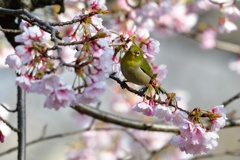 桜とメジロ