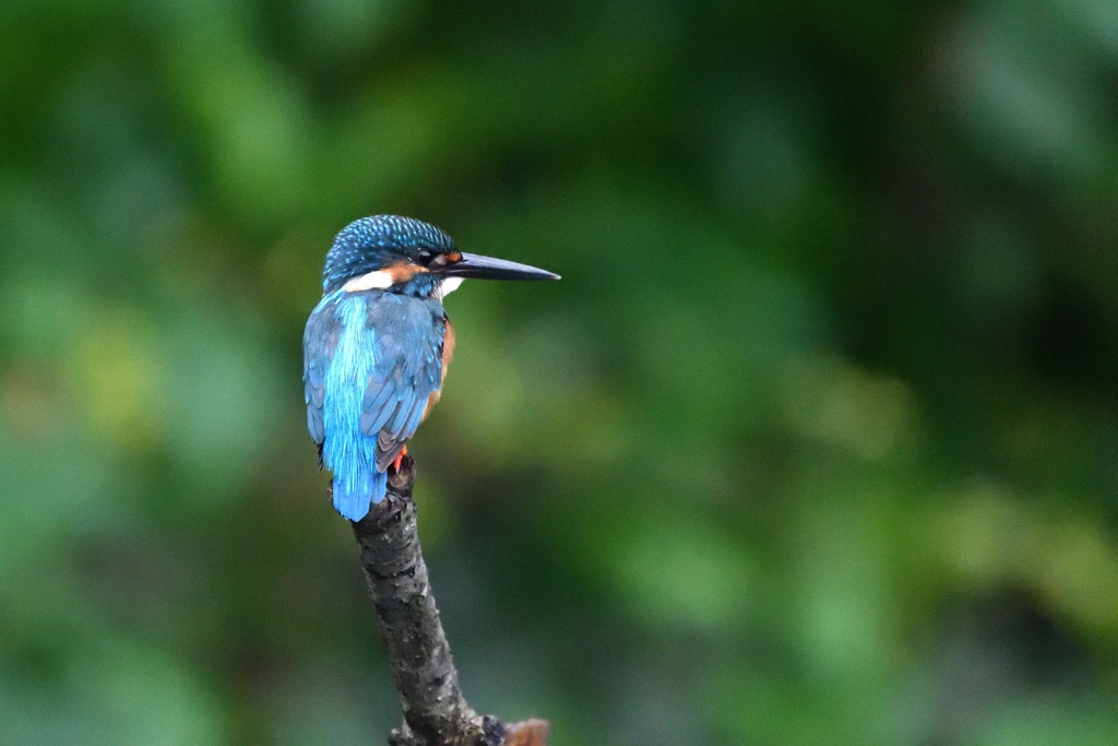 今年の子育ても無事終了したな〜。